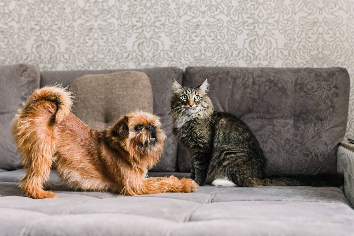 A scruffy brown dog stretching next to a fluffy tabby cat on a gray couch
